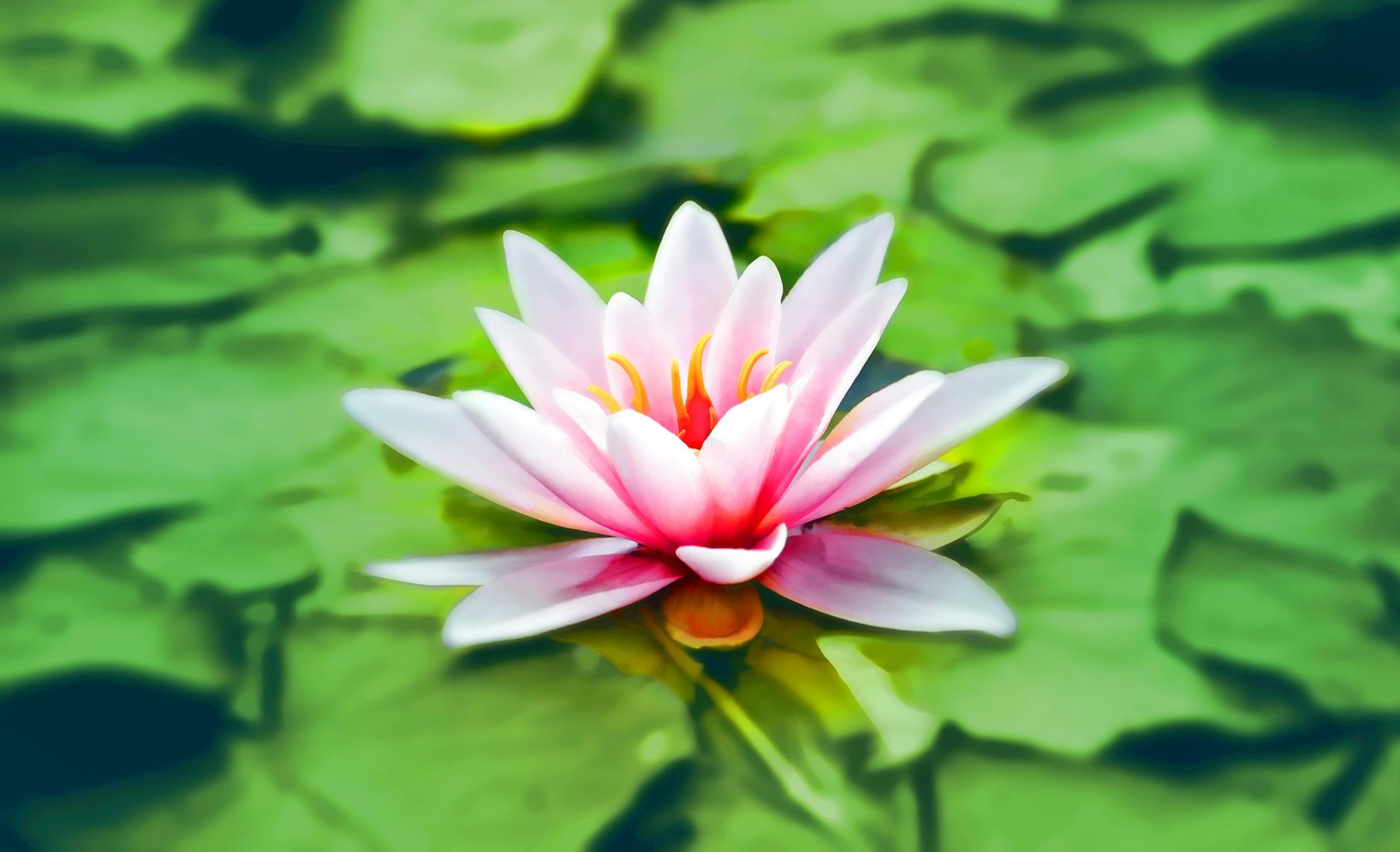 Mental and Emotional Wellness Practices